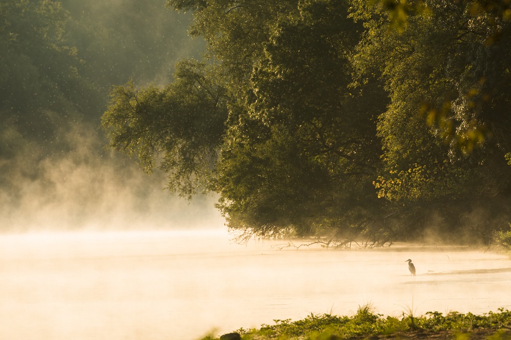 A grey heron in the River Vienne © Nicolas Van Ingen / PNR Loire-Anjou-Touraine