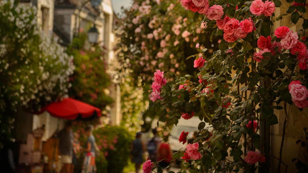 The roses of the village-garden of Chédigny