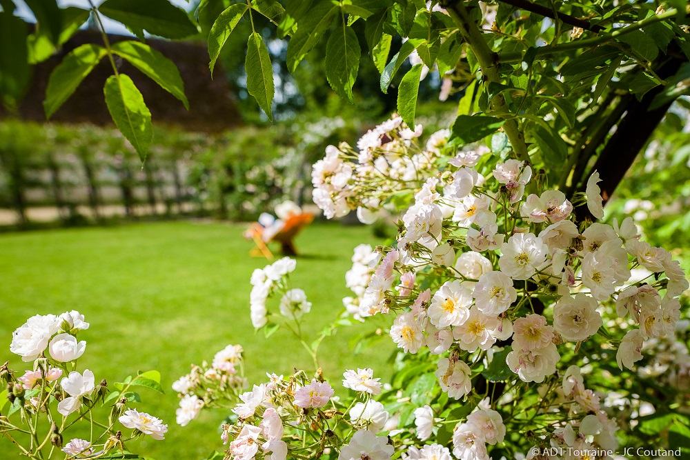 Roses, beloved of Ronsard.