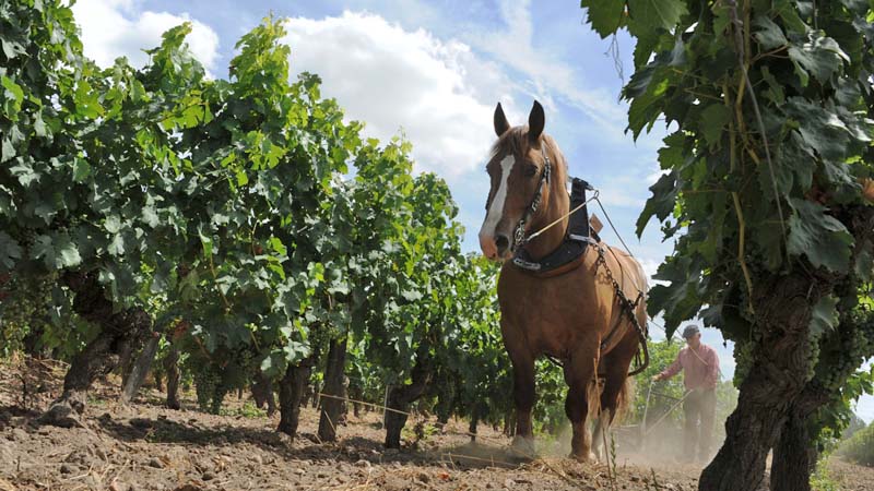 Horse-drawn ploughing in Bourgueil vineyards