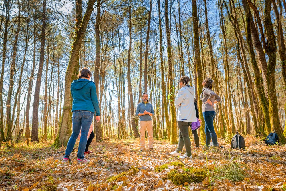 Sylvotherapy - Forest bathing