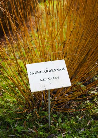 Willow tree: salix alba, a regular english clue for crossword. This French oisery should not be confused with rattan.