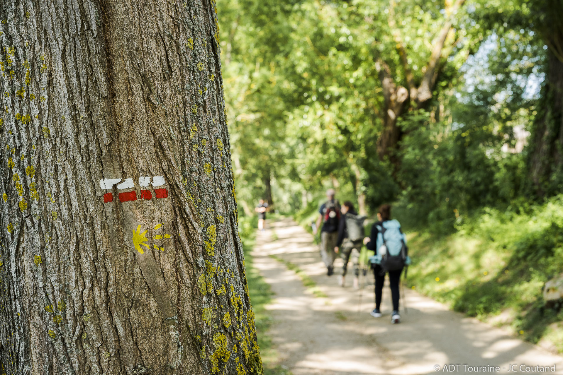 The way of Saint James