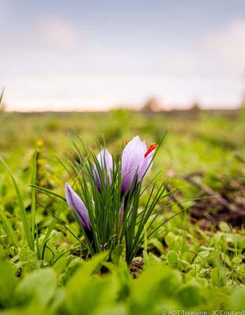 Saffron - Loire Valley, France.