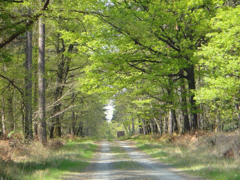 Bivouac in the forest – Loire Valley ecotourism