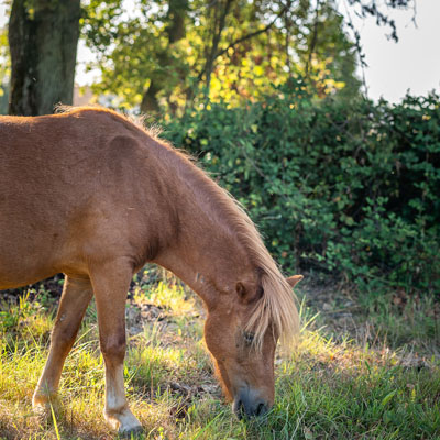 Horse in french countryside. Horse riding: horse ride in Loire Valley, France, with Touraine Cheval.