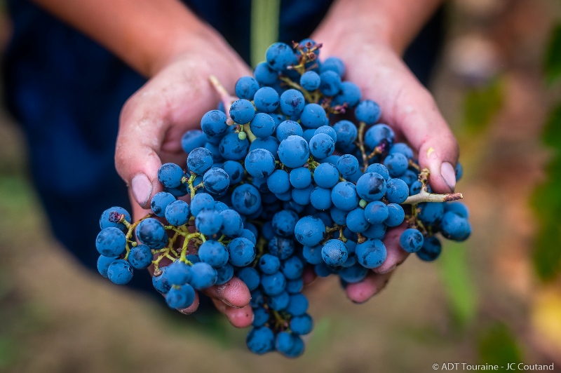 Chinon wines: a bunch of grapes, nearly in a bottle! Grape harvest of Cabernet Franc in the Raffault estate, in Loire Valley region, France. Near Tours, Chinon vineyard produces good wines at the best price.