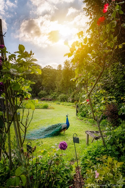 Happy as a peacock in the garden