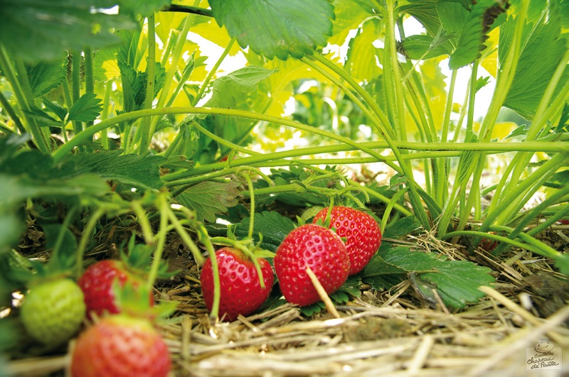 Les jardins de Meslay - Bienvenue à la ferme - France