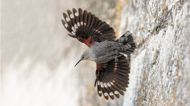 Tichodrone at the Royal Castle of Amboise 