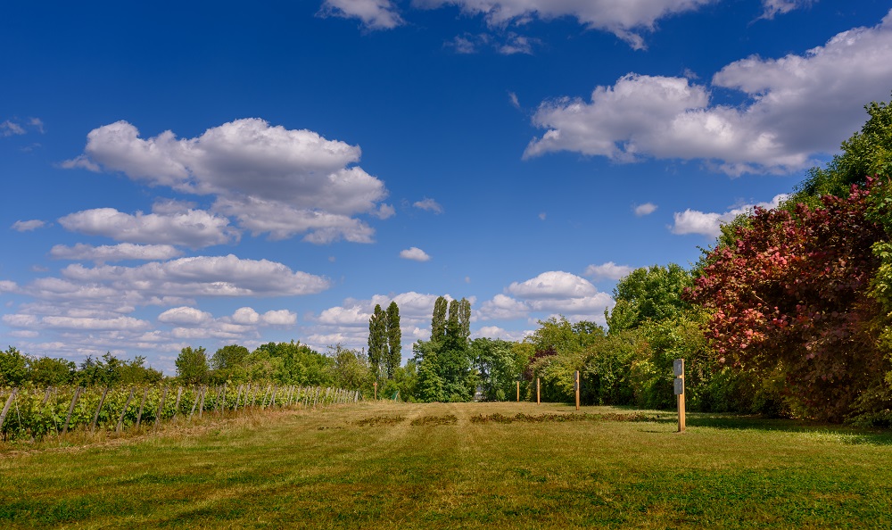 The clos de la Richardière vineyard© Léonard de Serres