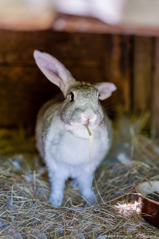 A rabbit from the farm