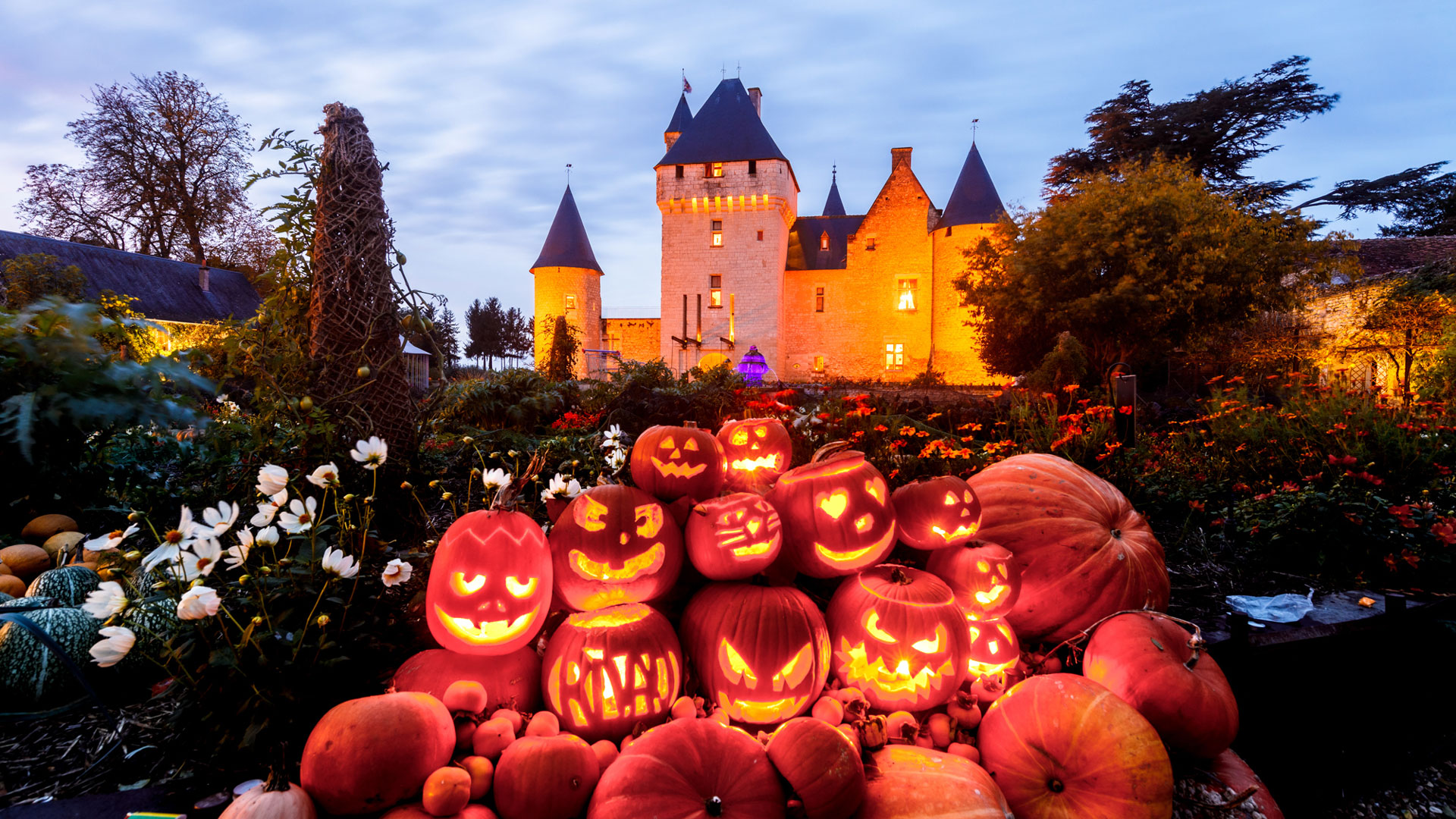 Jack-o'-Lantern pumpkins