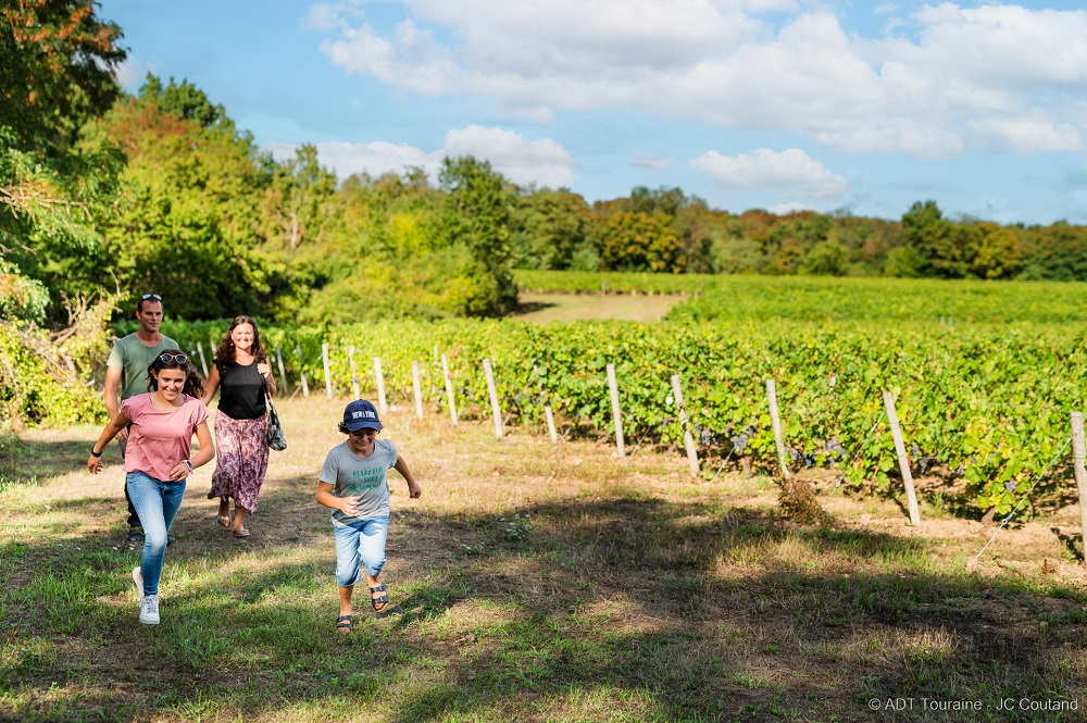 The wine trail in the vineyard