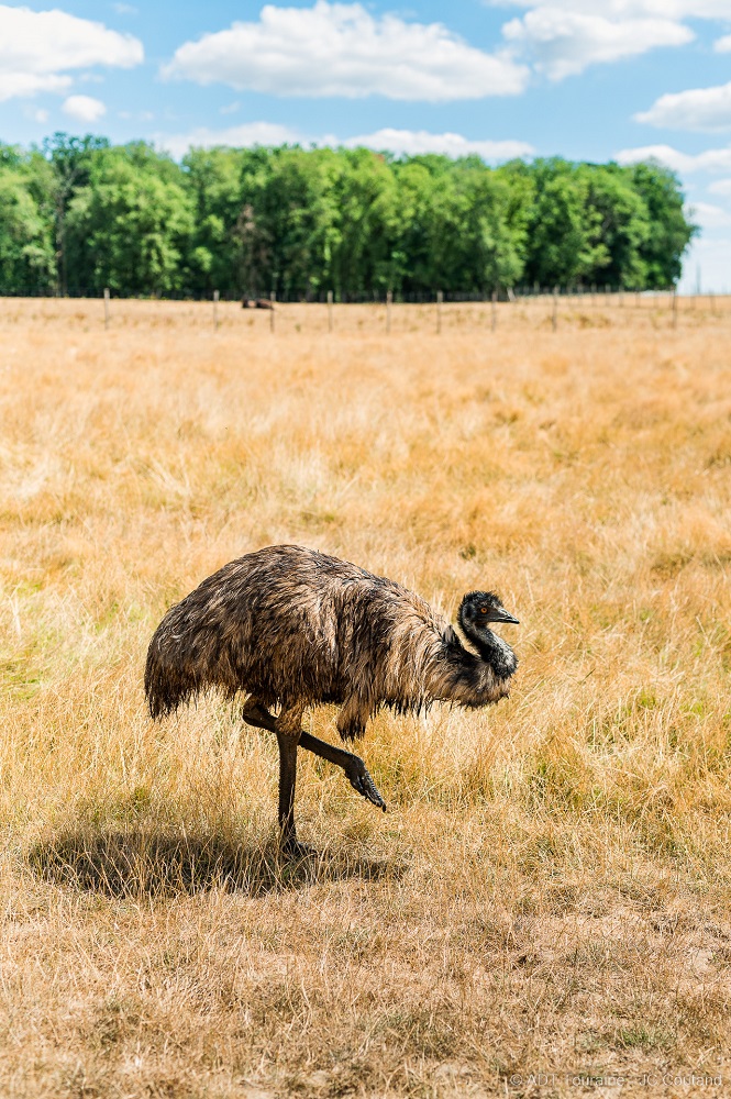 Safari train: an encounter with an emu!
