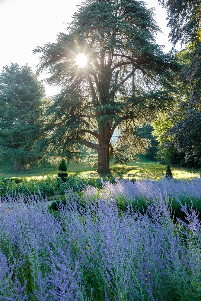 Remarkable trees © Eric Sander