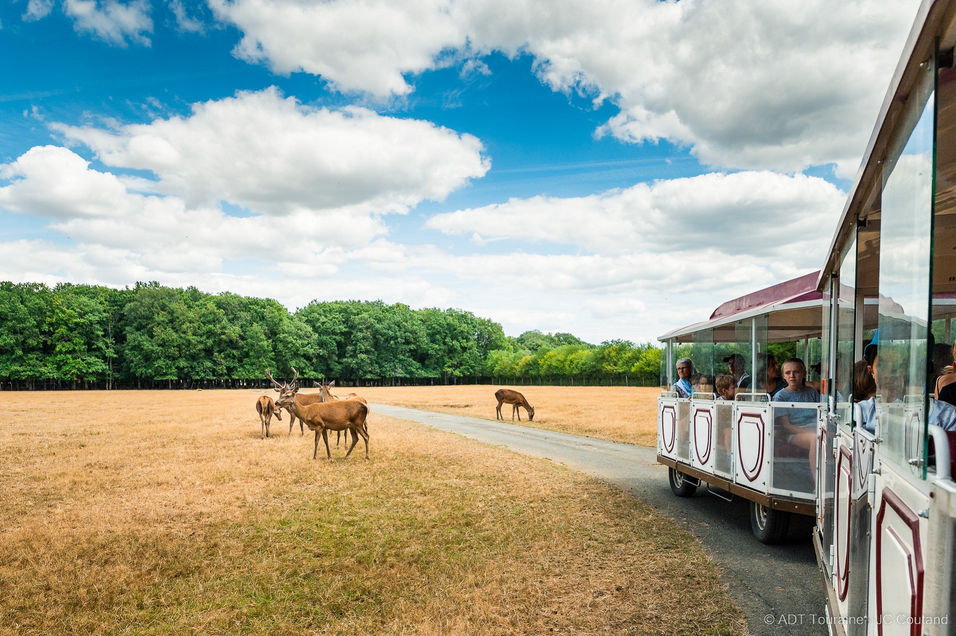 Safari Train Safari Train