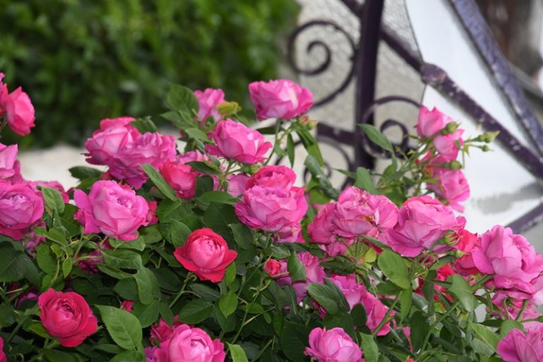 Guided floral tour of Chédigny, both village and garden-3