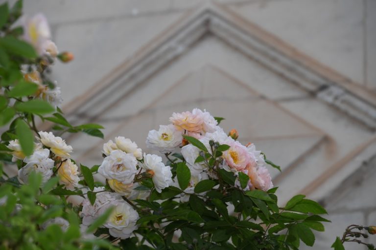 Guided floral tour of Chédigny, both village and garden-5