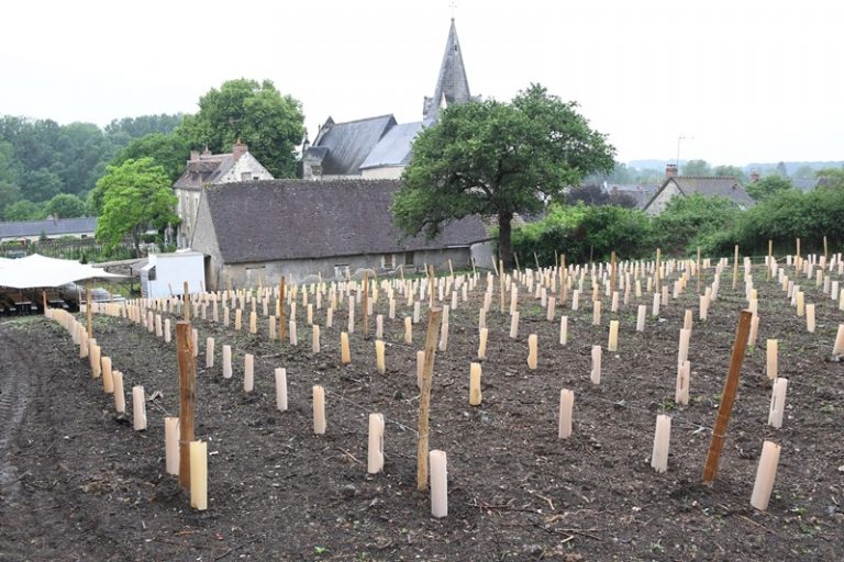 Guided floral tour of Chédigny, both village and garden-8