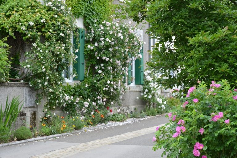 Guided floral tour of Chédigny, both village and garden-6