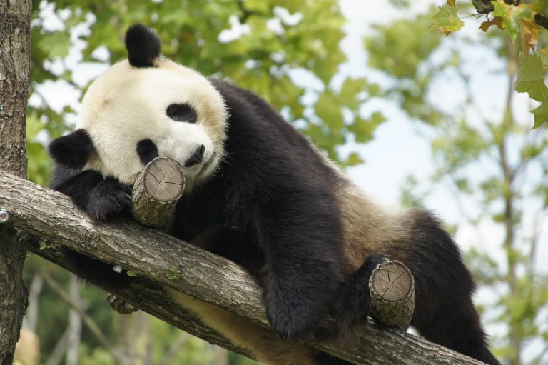 ZooParc de Beauval-3