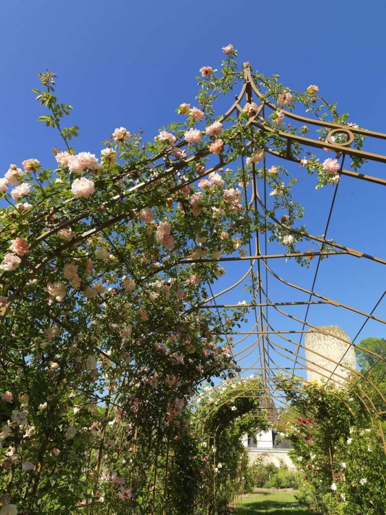 The Castle rose garden-3