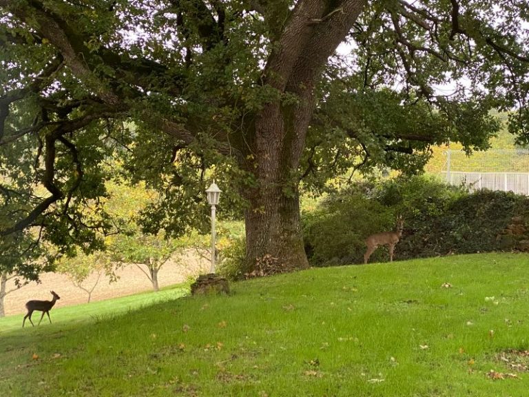 Domaine De La Boissiere – Le Grand Cerf-2