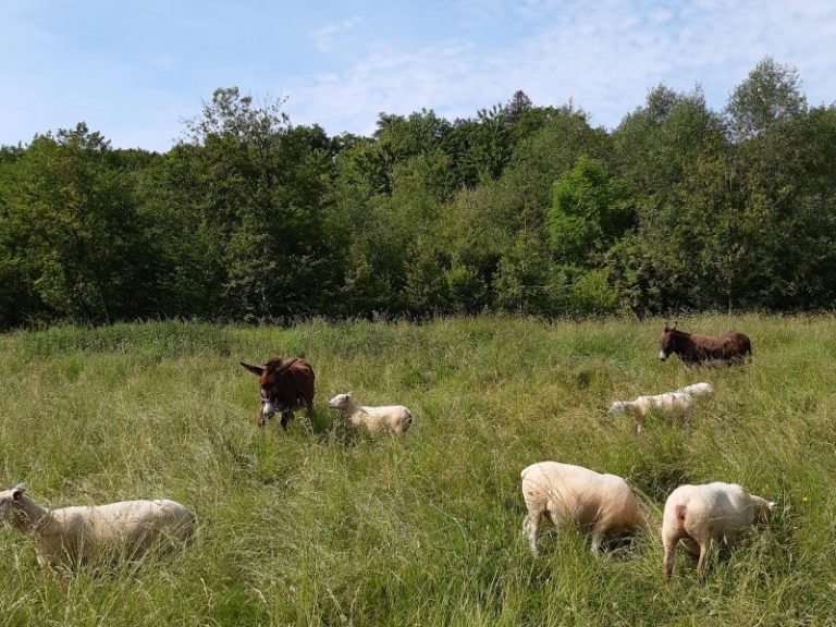 From the river to the coteaux: walk through the Val de Choisille.-6