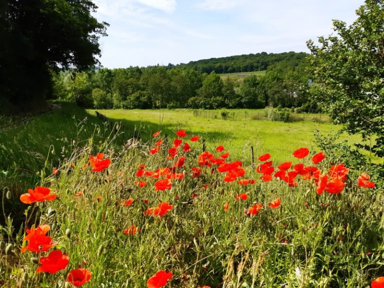 From the river to the coteaux: walk through the Val de Choisille.-3