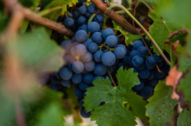 2029_Bourgueil_Credit_ADT_Touraine_JC_Coutand
