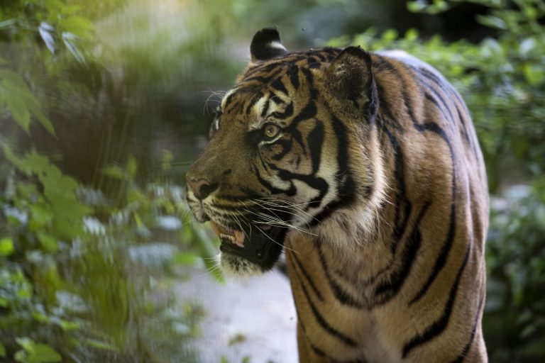 ZooParc de Beauval-7