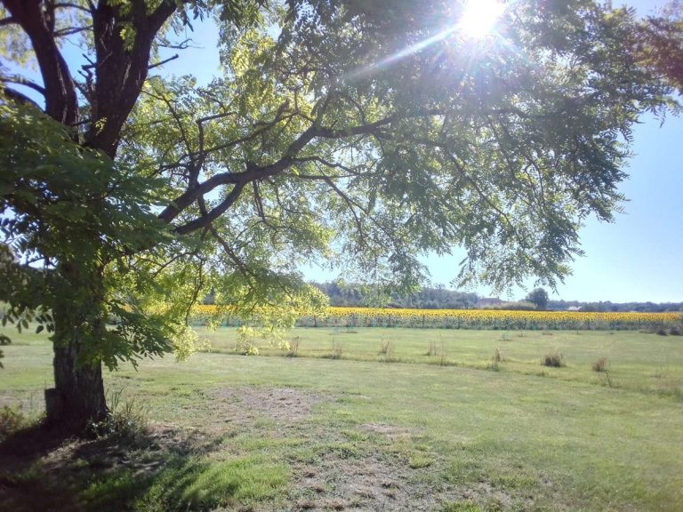 Au repos des elfes – Les licornes n’y voient que du bleu-28