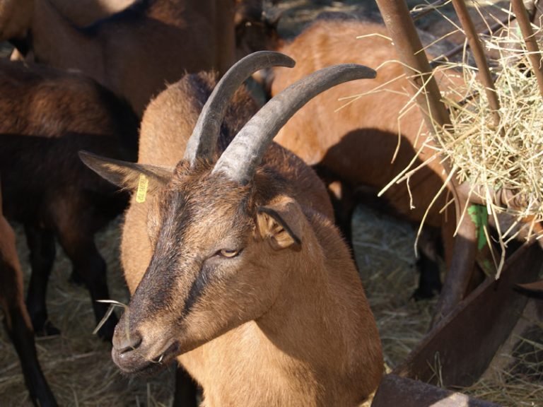 “Cabri au Lait” Educational Goat farm-1