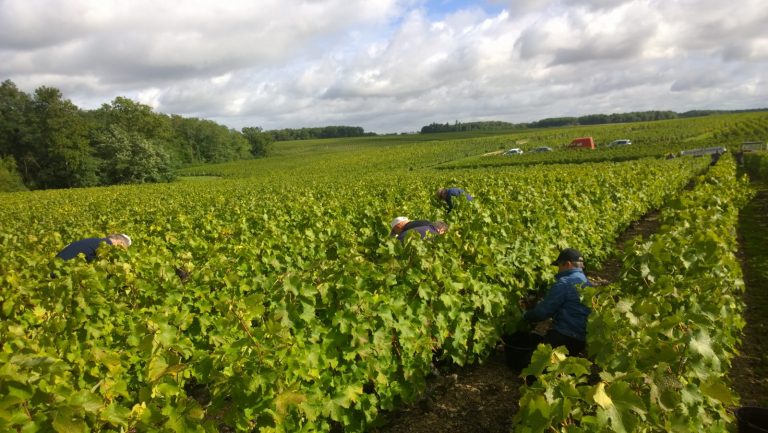 Musée de la vigne, du vin et de la tonnellerie-4