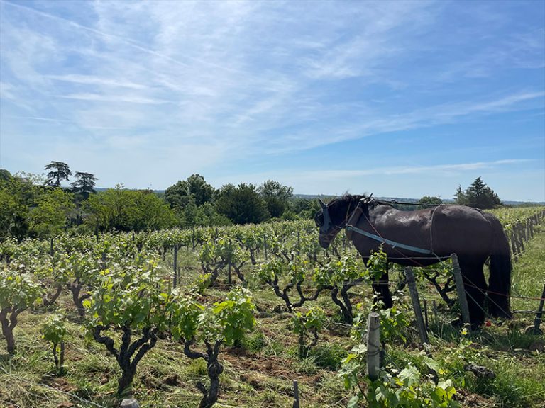 Château Gaudrelle-13