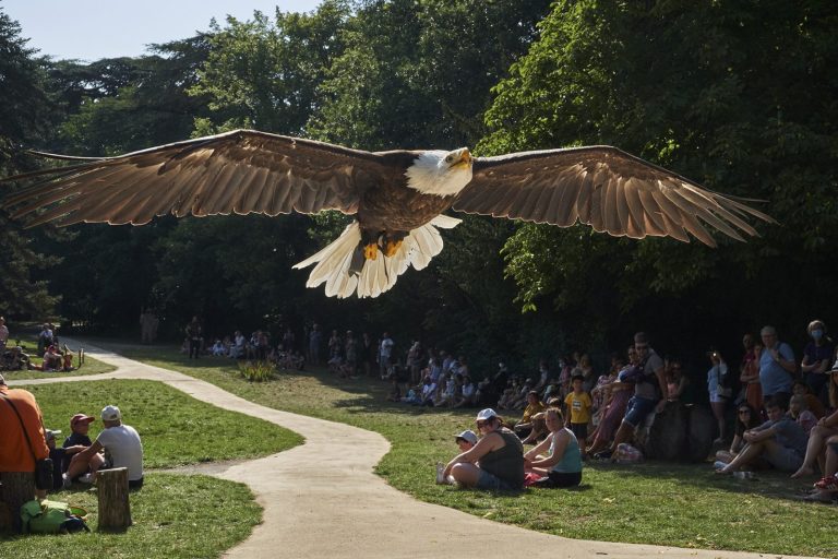 Falconry show-1