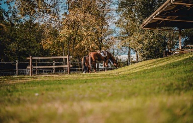 Les Écuries d’Anadé – Horse riding Centre-4