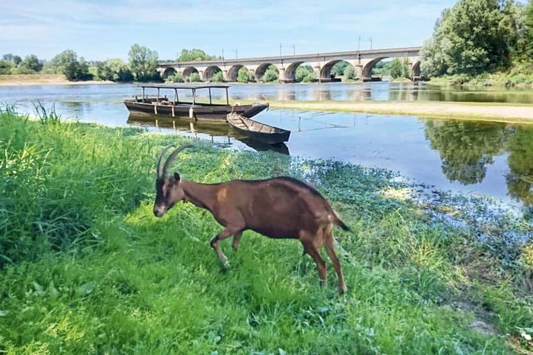 Endremage – Traditional boat trips on the Loire-5