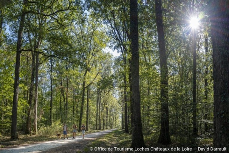 Map of the Loches National Forest-2