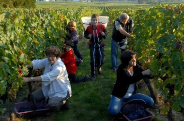 Maison Audebert – Grape harvest – Bourgueil, France.