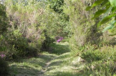Glanons dans les bois