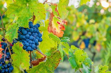 Cabernet grappe: landscapes of vineyardsfr this cycling loop.