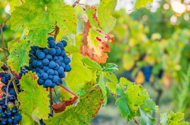 Vine grappe of cabernet franc