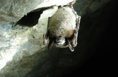 Nuit chauve souris