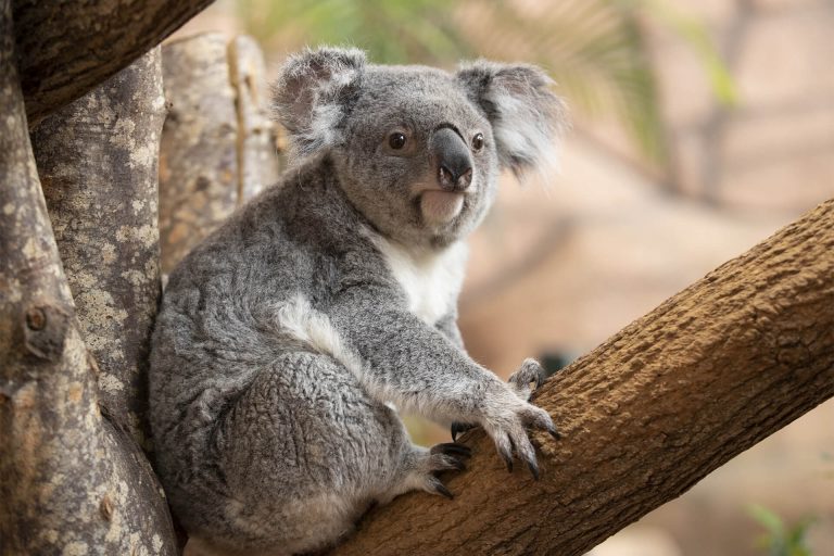 ZooParc de Beauval-19