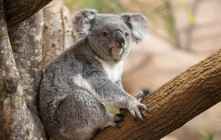 ZooParc de Beauval in SAINT-AIGNAN, Activities in Tours - Touraine Val de Loire