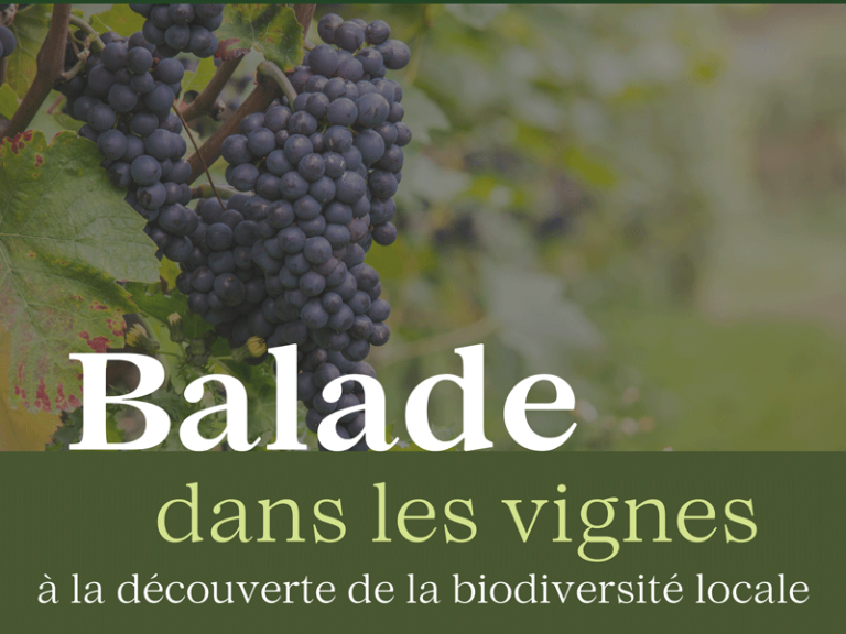 Balade dans les Vignes-1