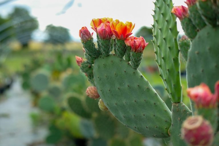 Cactus & Agaves-1