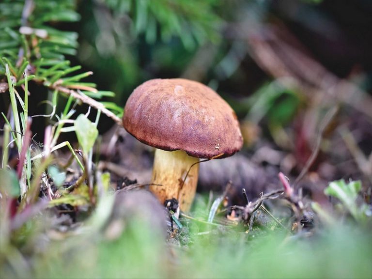 Visite troglo champignons-1